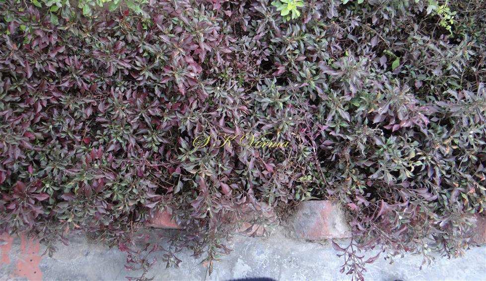  Plant